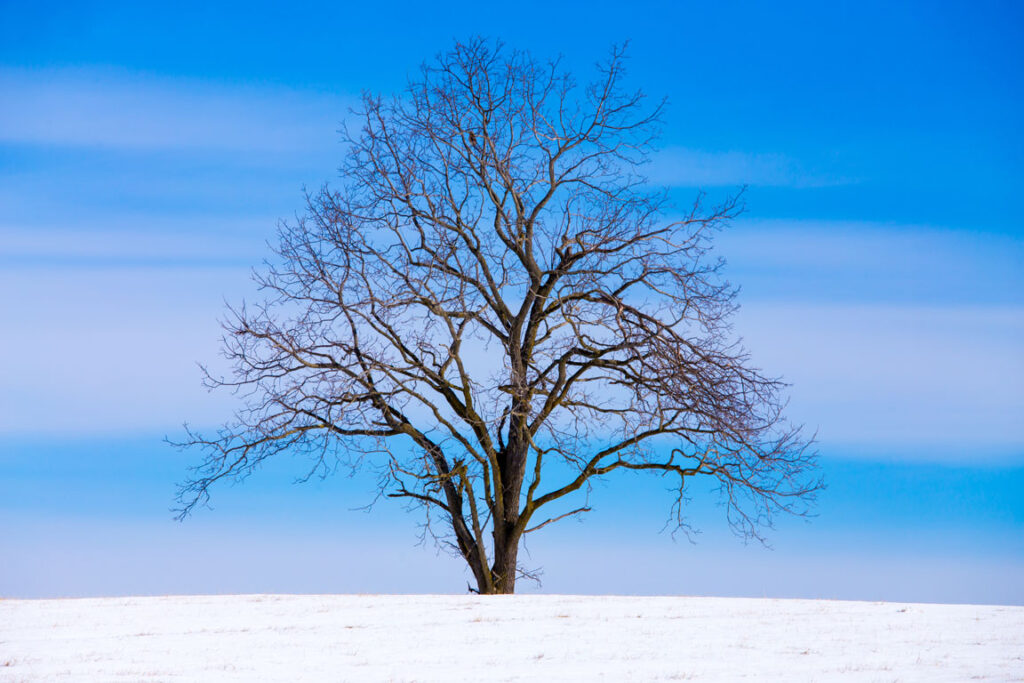 bare walnut tree in winter landscape