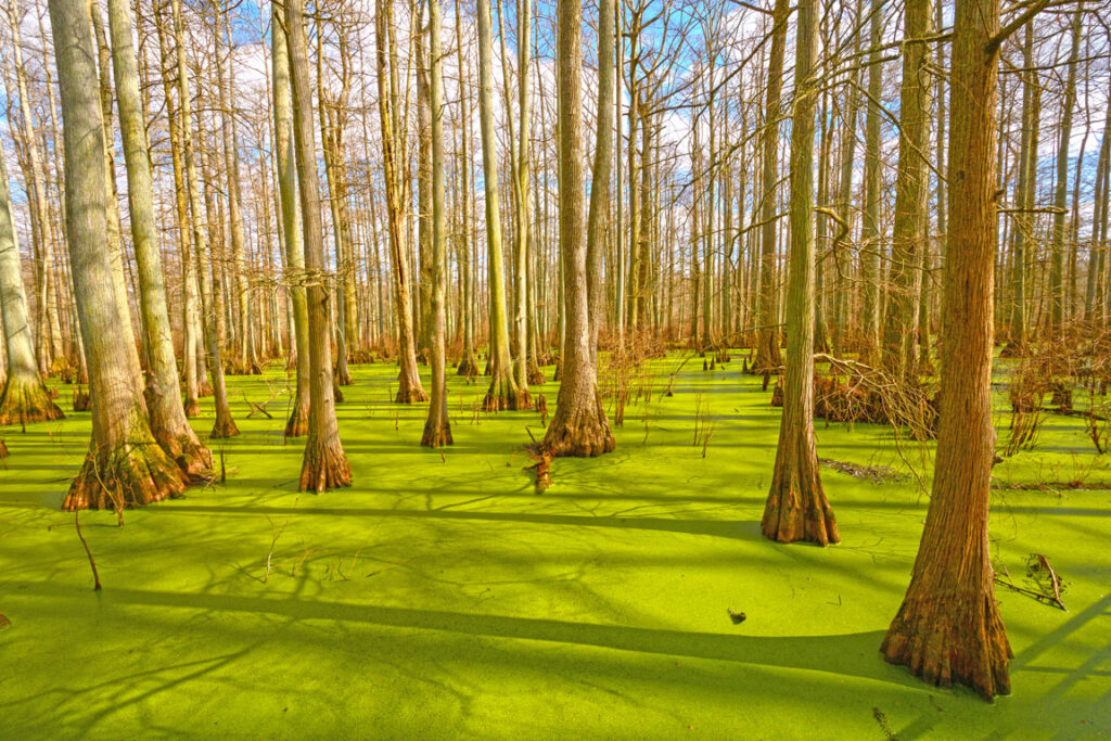 cypress trees growing in a southern swamp