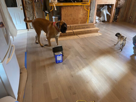 Hardwood flooring installation in Suffolk County with cute dog