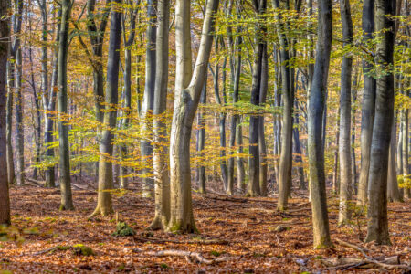 a forest of beech trees