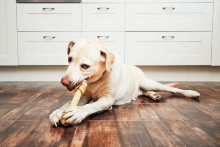 dog with bone on hardwood floor