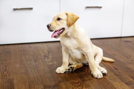 Flooring that's good for pet owners